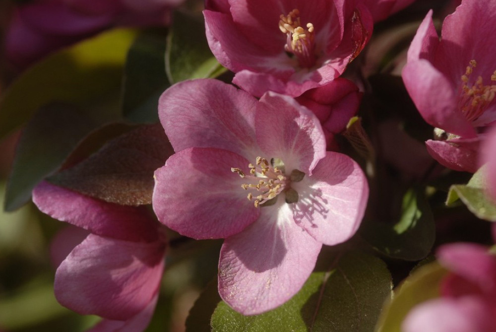 Spring Pink Flowering Tree closeup 29 Cleary Fine Art Photography