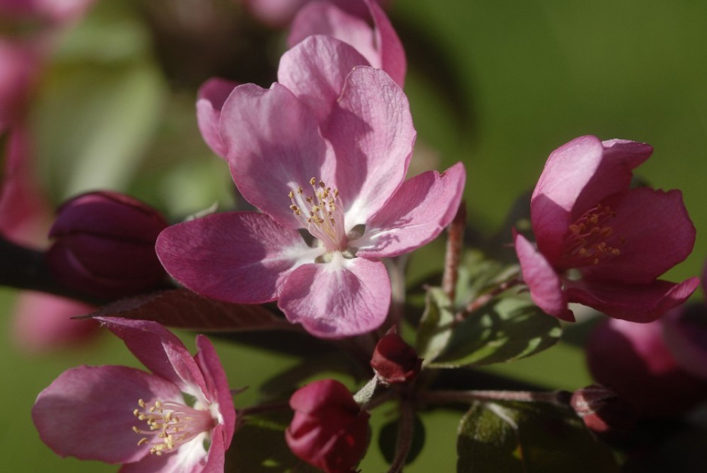 Spring Flowering Trees In Ohio / Spring Pink Flowering Tree Closeup 30