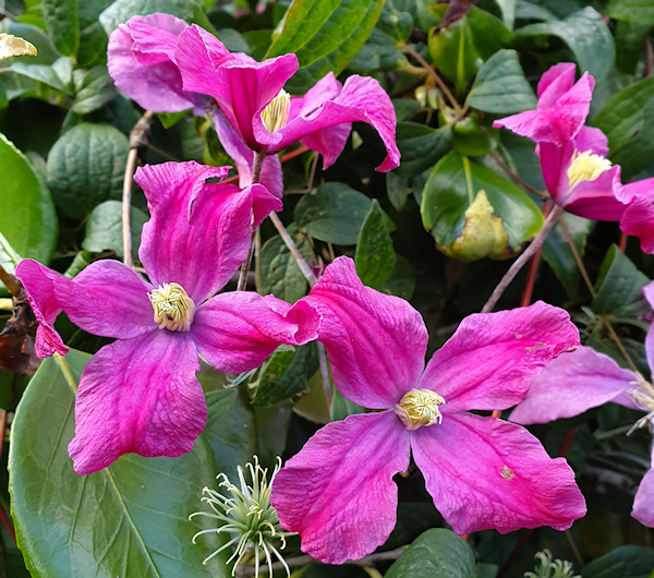Clematis Gallery 290 International Clematis Society