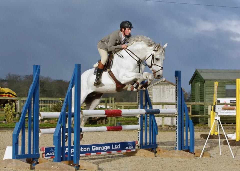 Choosing a Stallion for Your Mare Clements EquineClements Equine