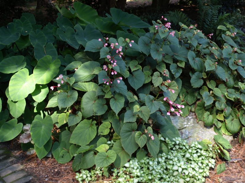 Begonia Home & Garden Information Center