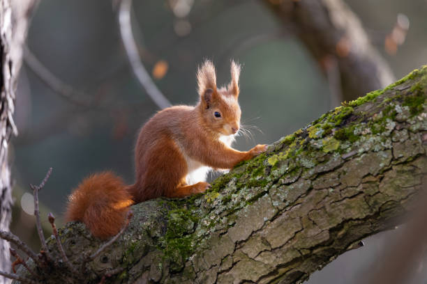 Discovering Northumberland Squirrels Clennell Riverside Country Park