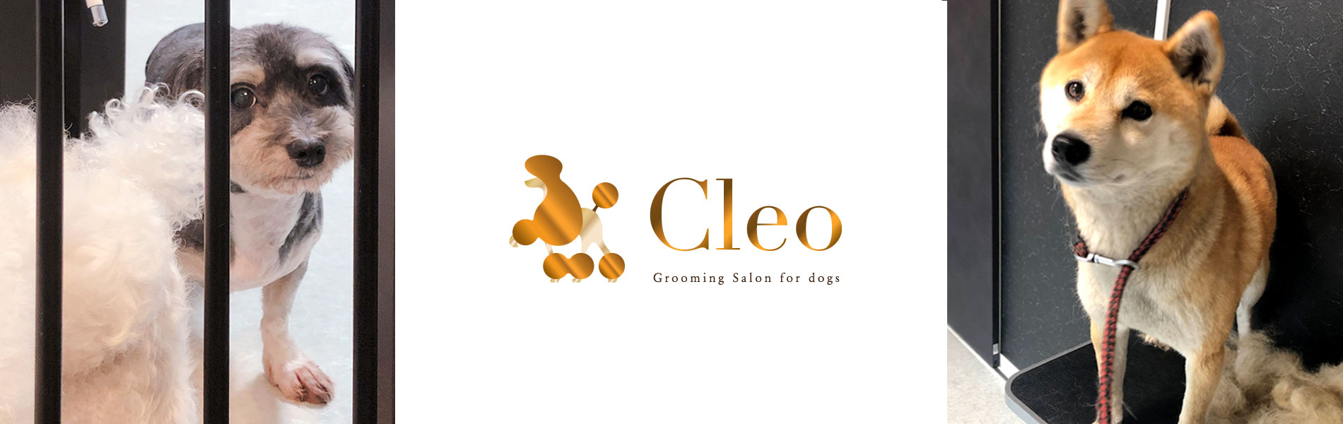CLEO 〜grooming salon for dogs〜 小型・中型犬のトリミングサロン 一人、一人に感動と笑顔を・・