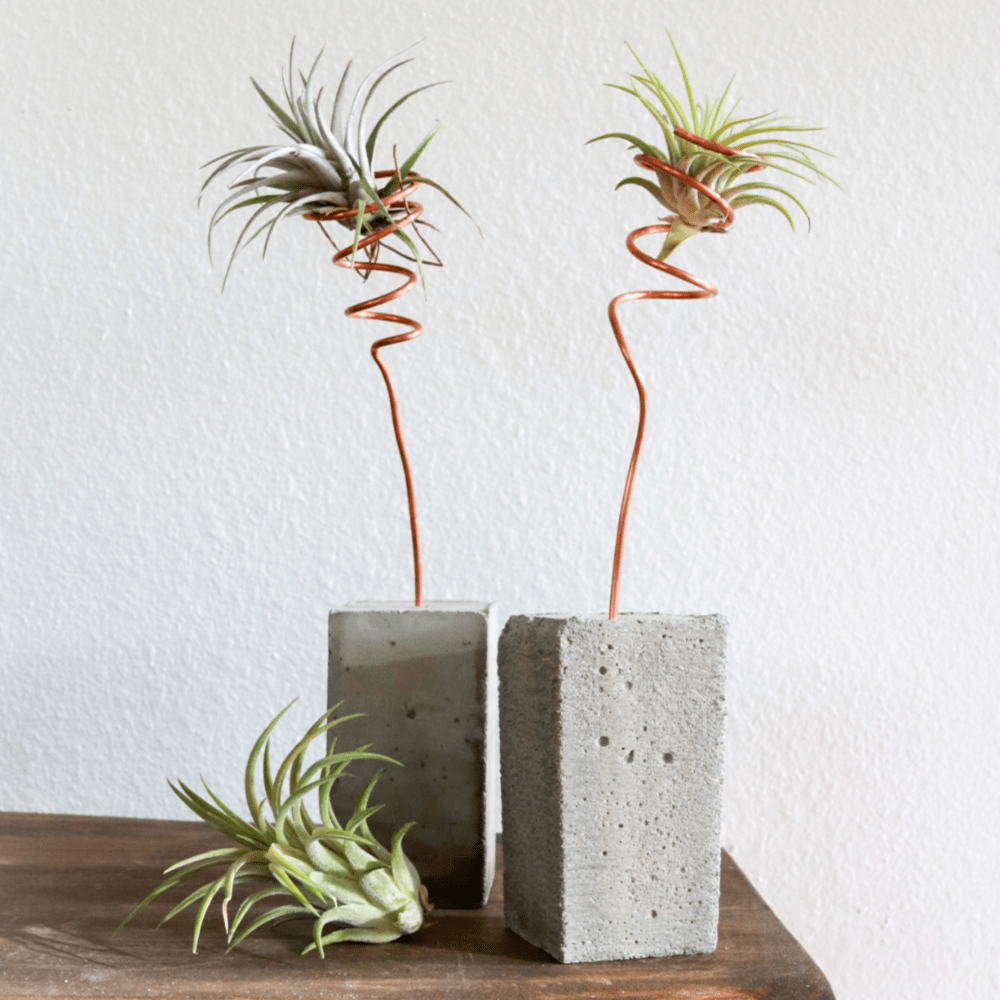 Concrete Air Plant Display Project for your home