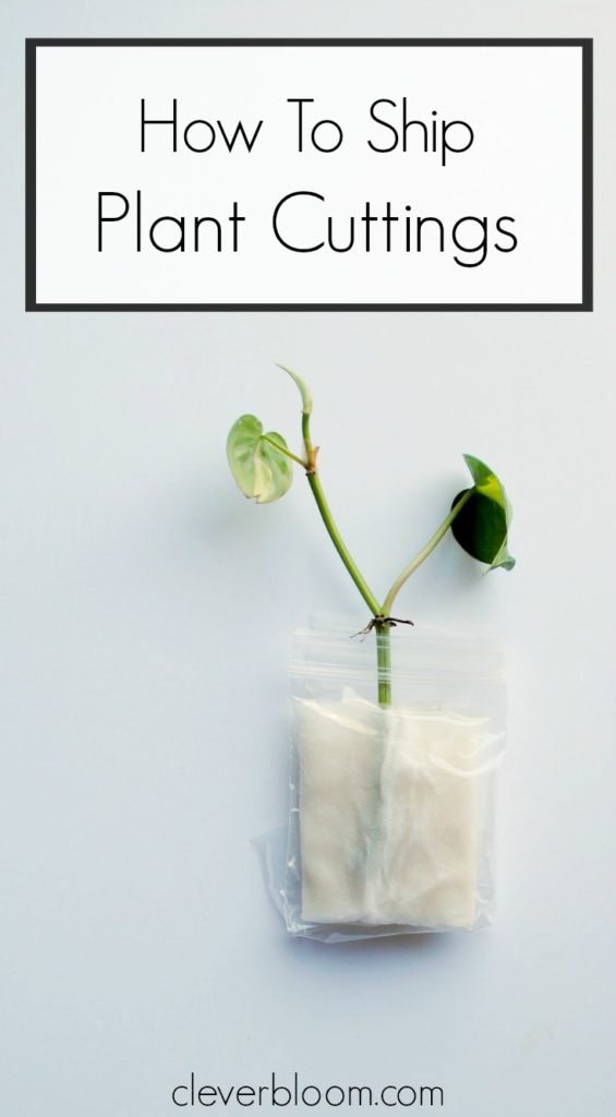 How To Ship Plant Cuttings Clever Bloom