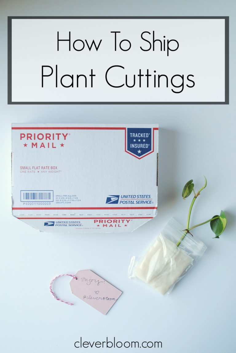 How To Ship Plant Cuttings Clever Bloom