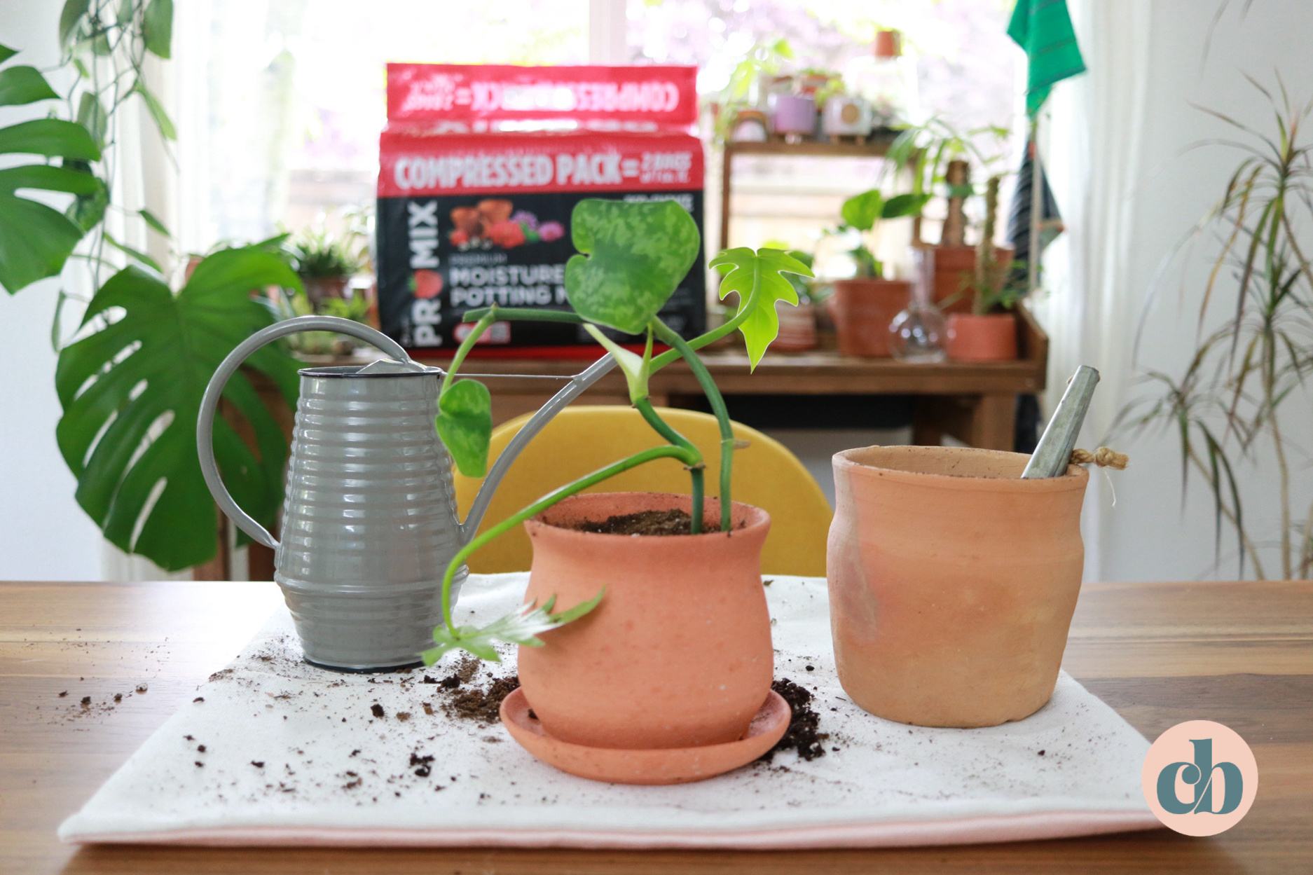 Transfer Your Cuttings To Soil (How & When)