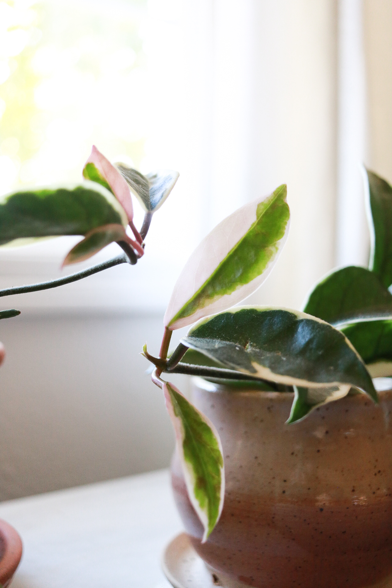 Hoya Plant Care. Easy to follow instructions