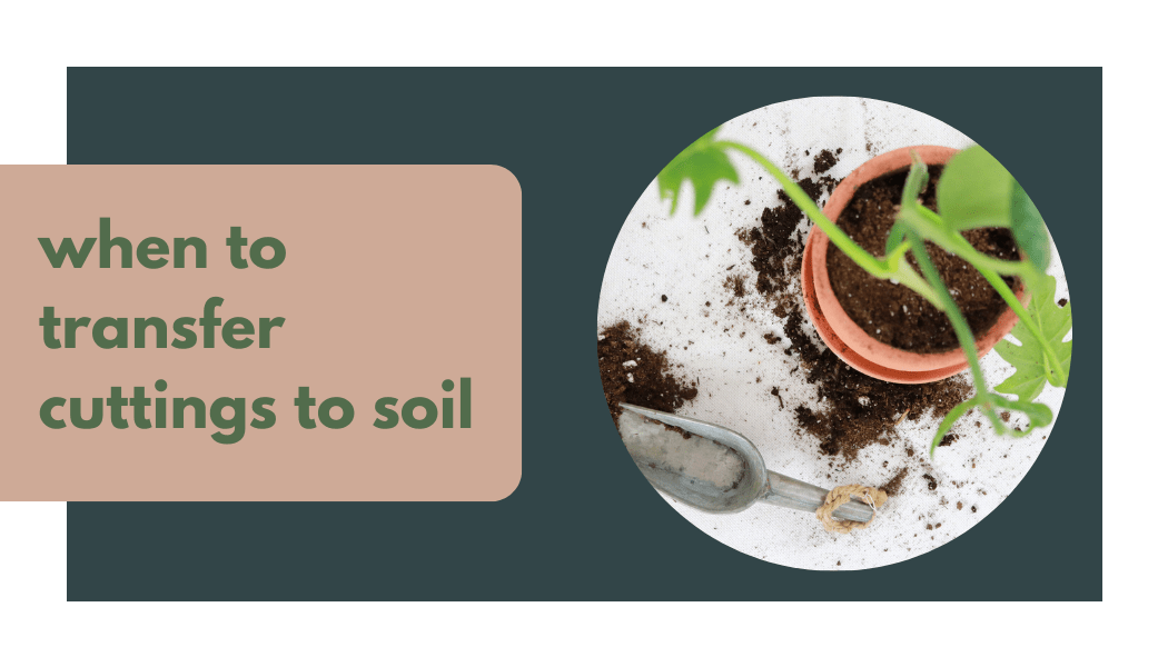 Easy Modern Plant Shelf DIY to Display Plants