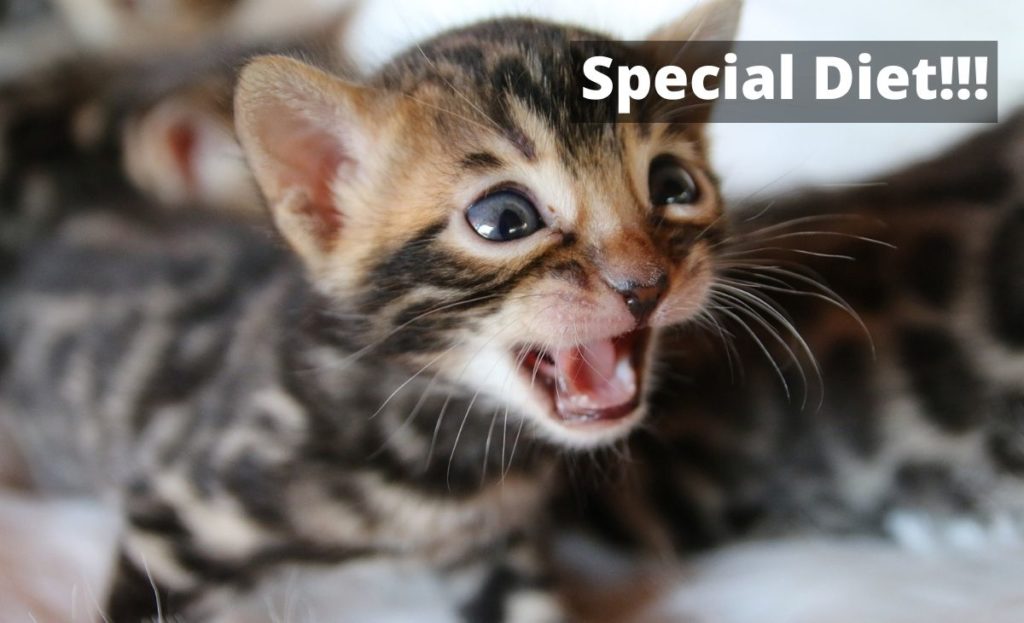 What should I feed my Bengal kitten? (Best Kitten Food)