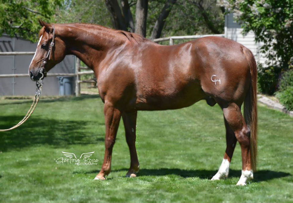 Horses for Sale Meador Performance Horses Developing the ultimate