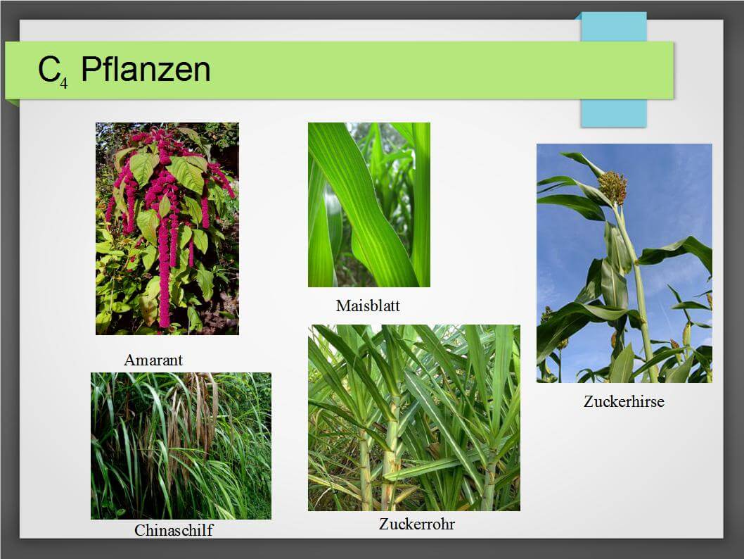 C3 und C4 Pflanzen Unterschiede, Vorkommen und Verwendung Cleverpedia
