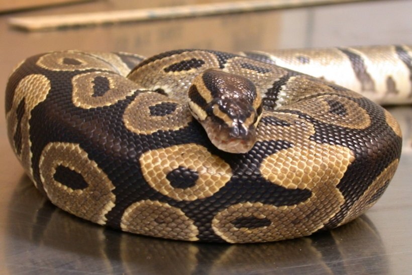 Are Pythons Dangerous As Pets? Solved! Clever Pet Owners