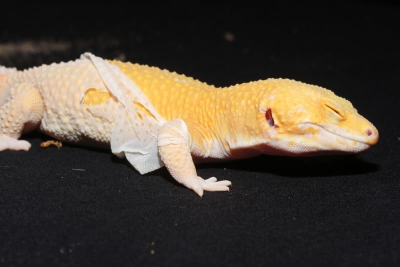 Can Geckos Swim? What To Beware Of Clever Pet Owners