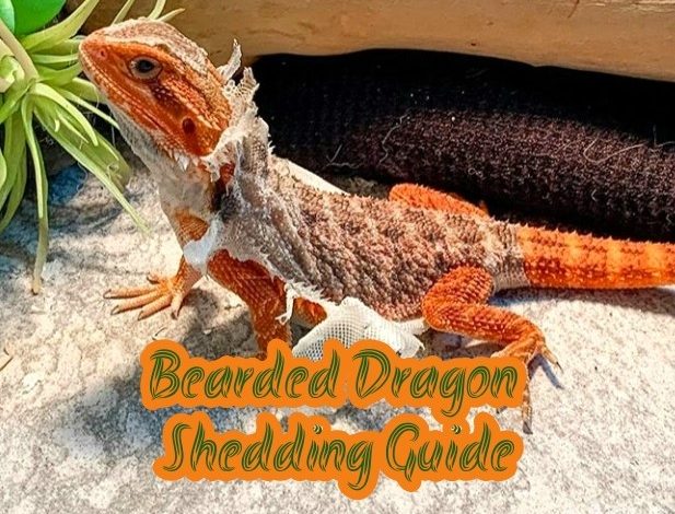 Why Do Bearded Dragons Close One Eye And Keep The Other Open? Clever
