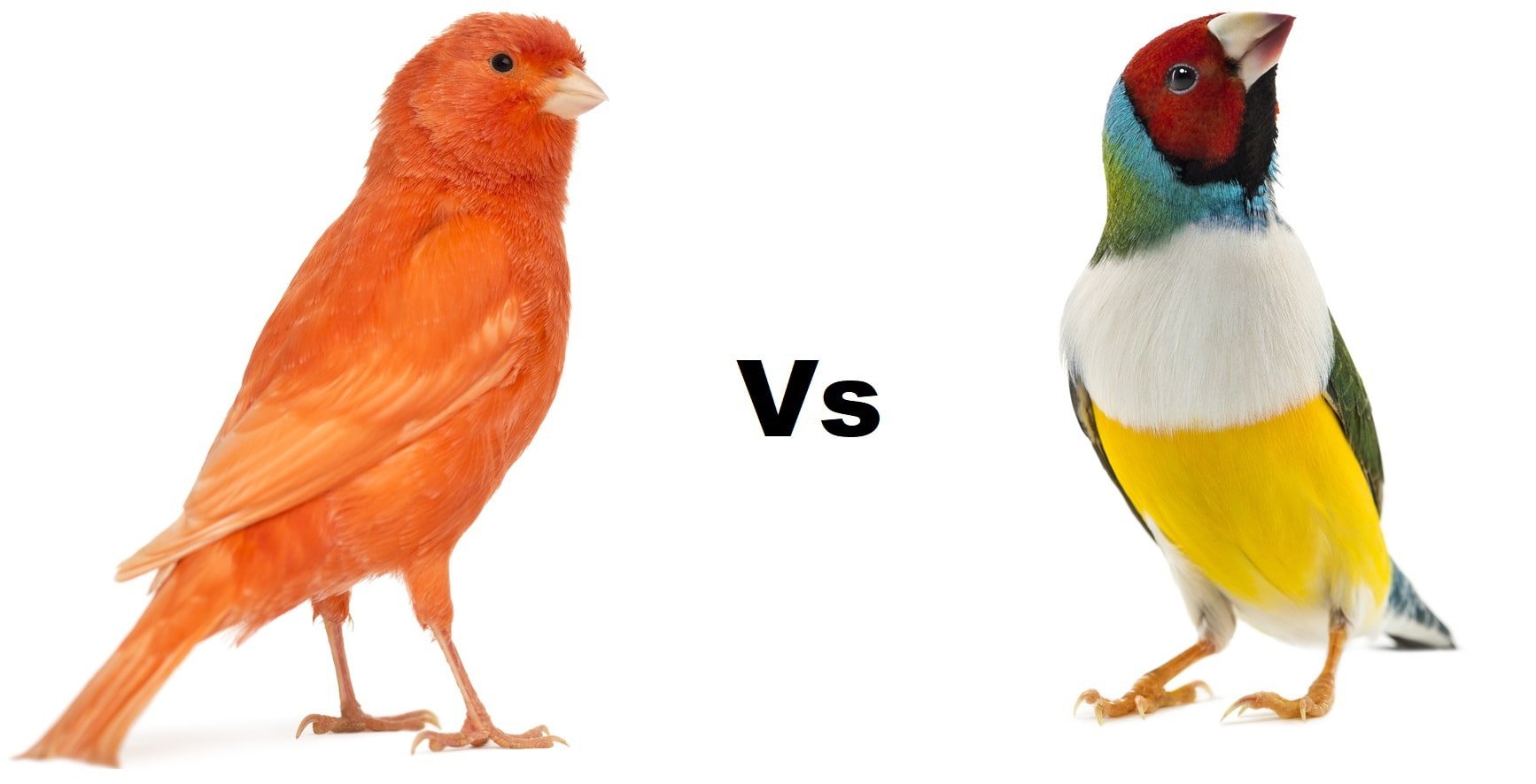 Can Canaries and Finches Live Together? Clever Pet Owners