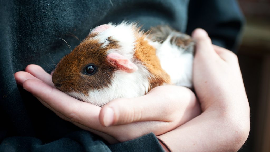 Why Is My Guinea Pig Scared Of Me? Clever Pet Owners