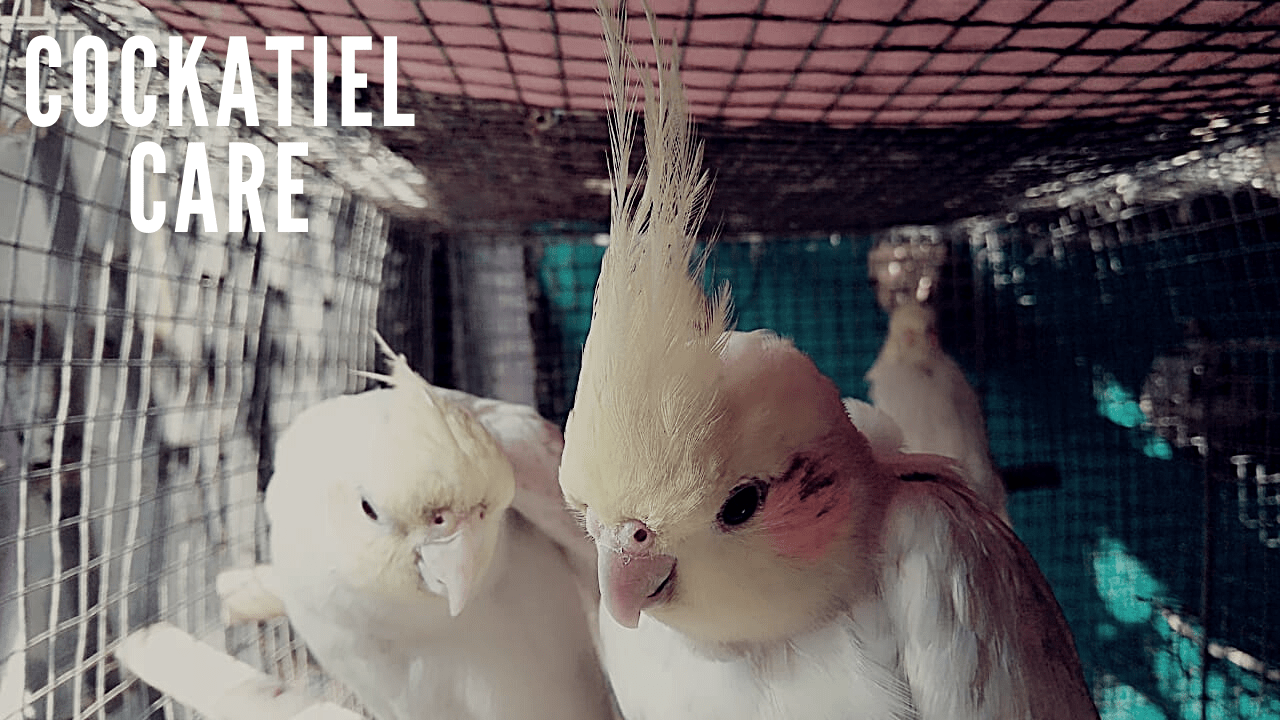 Why is My Cockatiel Eating His Own Poop? Clever Pet Owners