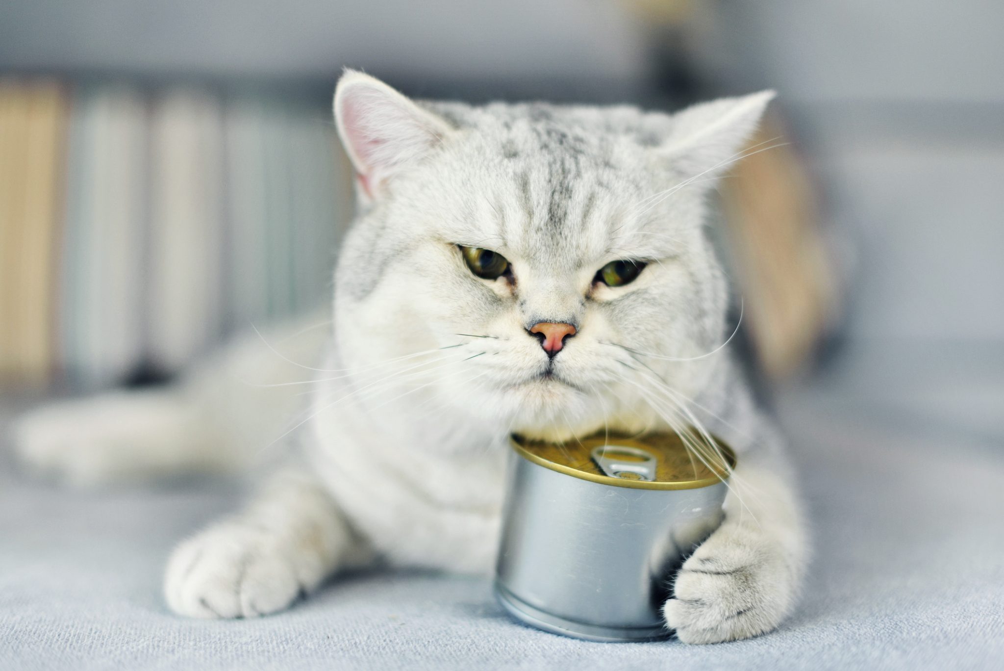 Why Does My Cat Lick His Food But Doesn’t Eat? Clever Pet Owners