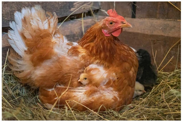 What Time Do Chickens Go to Bed? Explained! Clever Pet Owners