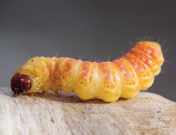 Can Frogs Eat Worms? Clever Pet Owners
