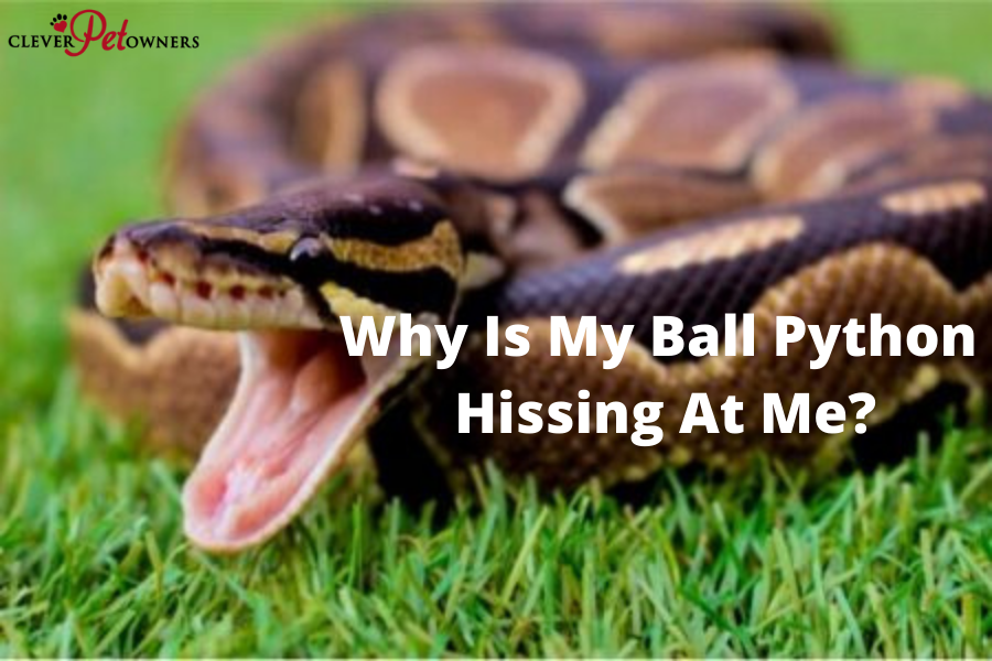 Why Is My Ball Python Hissing At Me? Clever Pet Owners