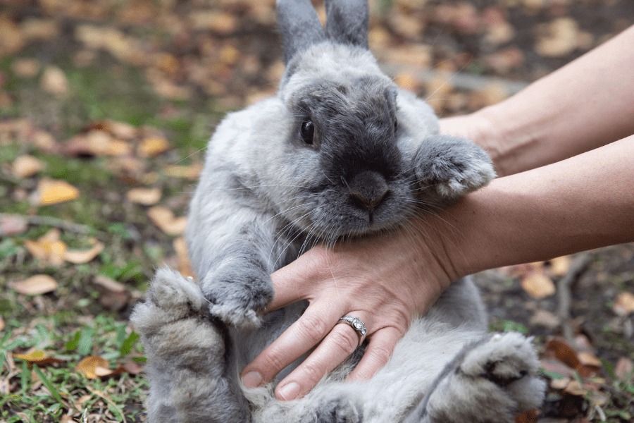 Why Is My Rabbit Breathing Fast While Lying Down? Clever Pet Owners