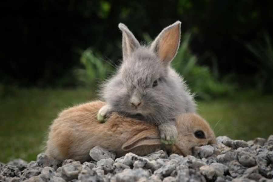Do Rabbits Fight To The Death? Clever Pet Owners