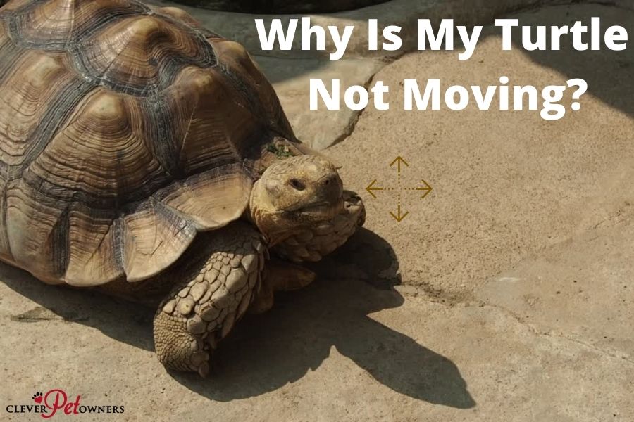 Can Two Turtles Live In The Same Tank? Clever Pet Owners