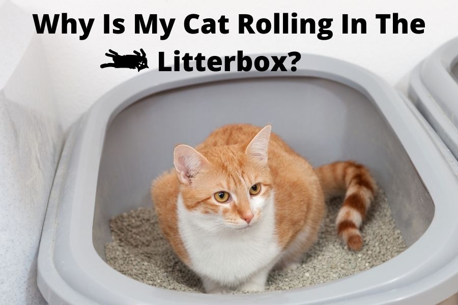 Why Is My Cat Rolling In The Litterbox? Clever Pet Owners