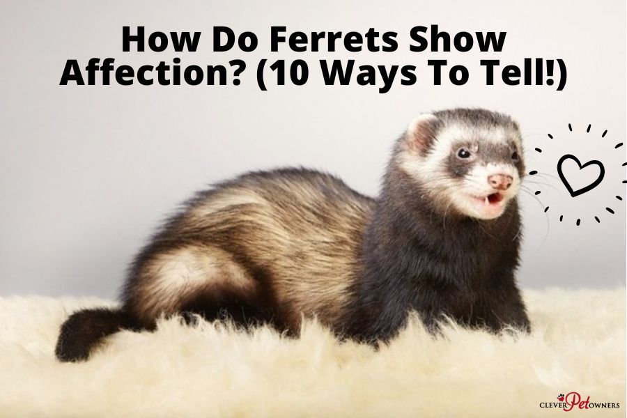 How Do Ferrets Show Affection? (10 Ways To Tell!) Clever Pet Owners