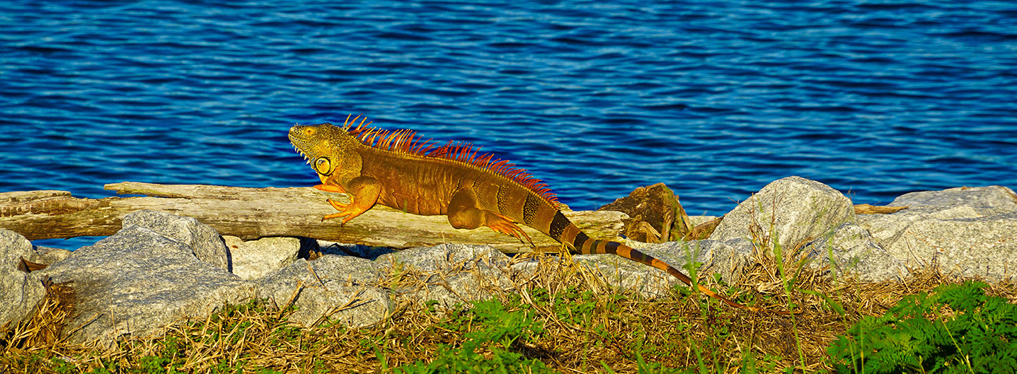 Clewiston Golf Cart Rental Golf Cart Rentals Golf Cars For Rent