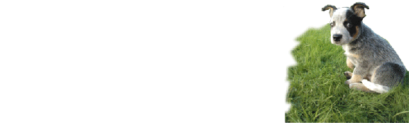 Alley Oop Free standing, self righting, virtually indestructable training target. Gary