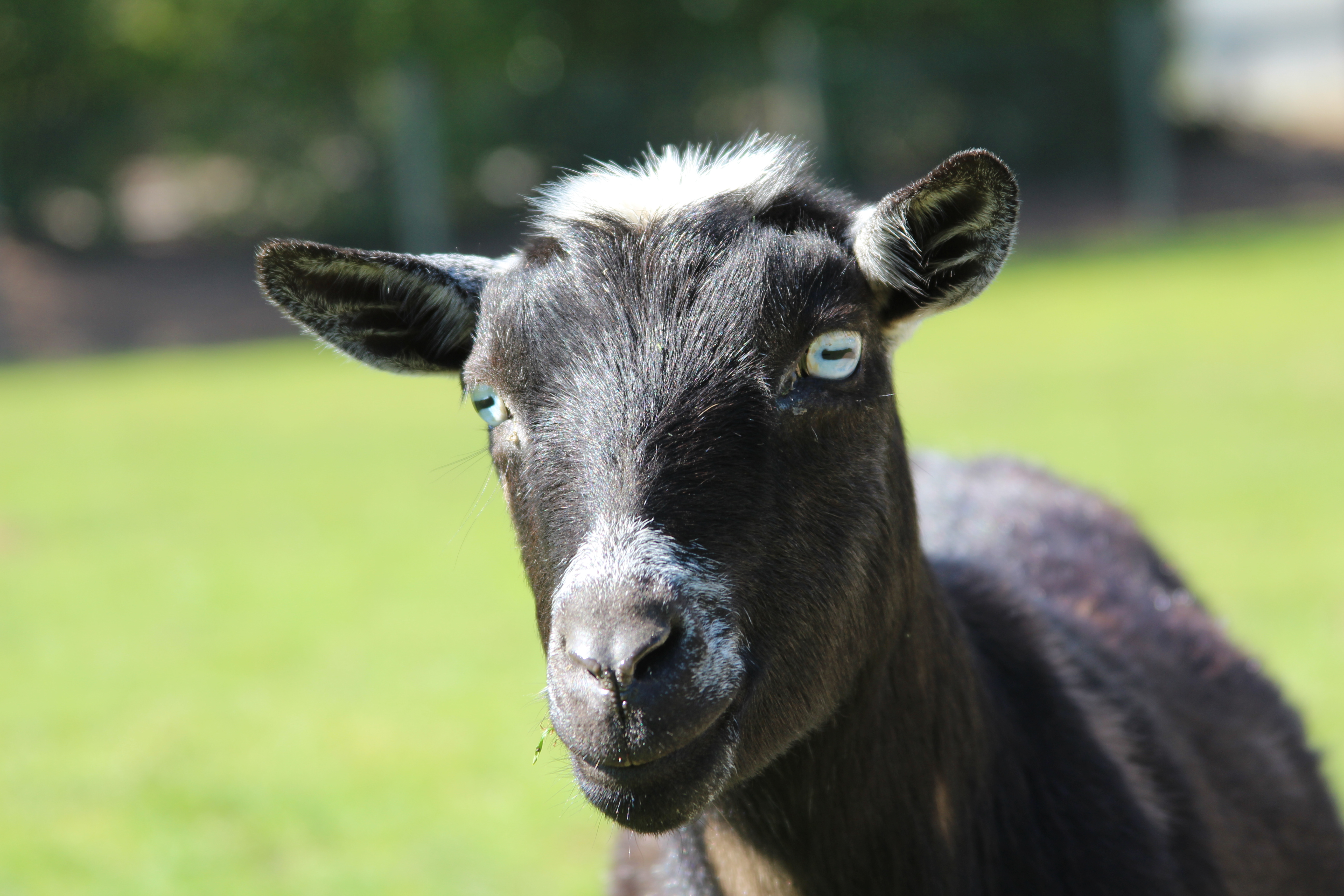 Can You Give Baby Goats A Bath Dispatches from Can of Duck How to