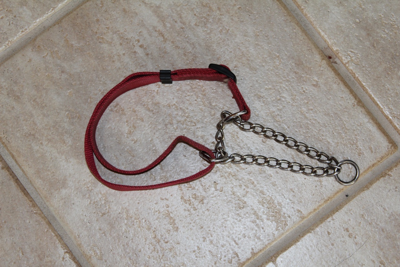 Dog collars the different types and how they can be dangerous