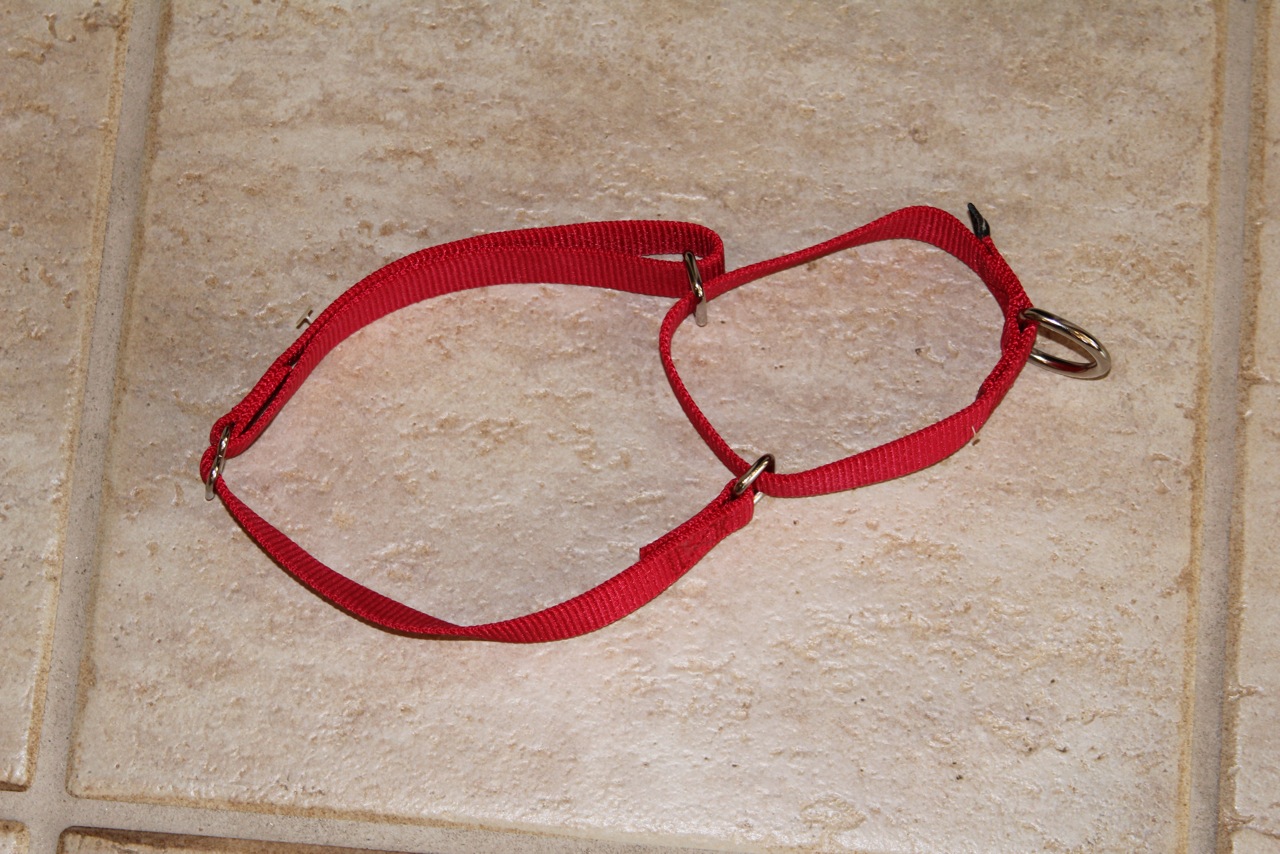 Dog collars the different types and how they can be dangerous