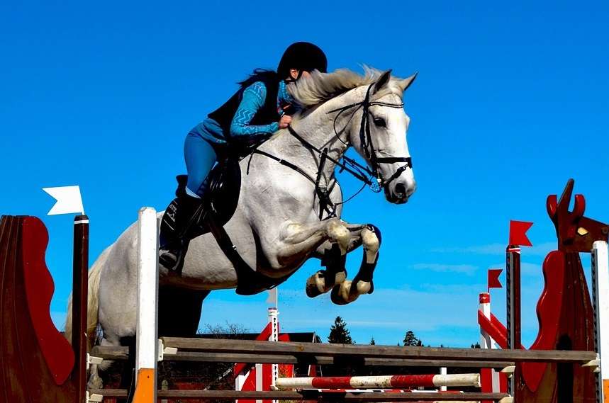 Springen – HippoLogic Clicker Training Academy