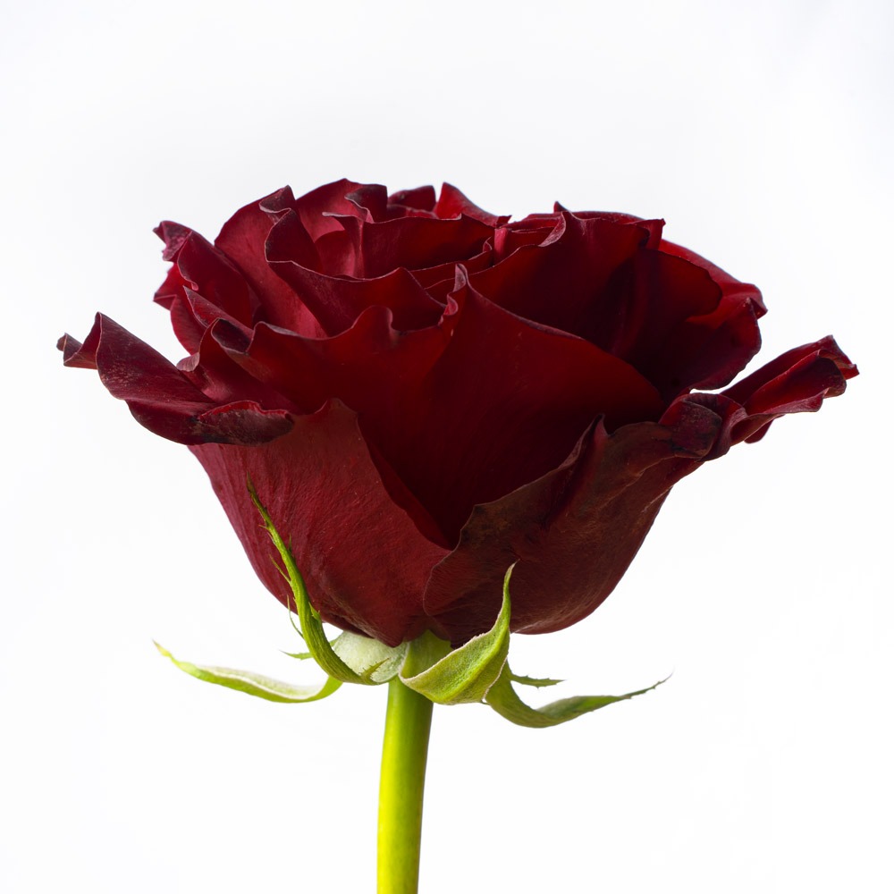 Mayra’s Red Click Flowers Usa