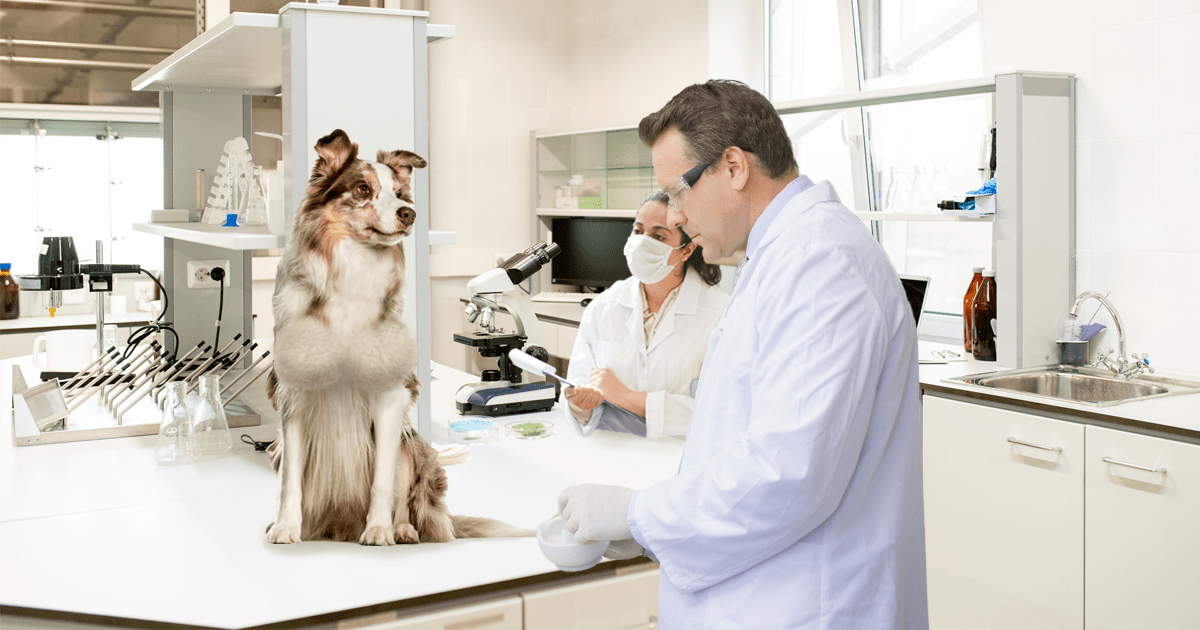 Neat! Researchers Have Determined That You Can Just Give A Dog Breast