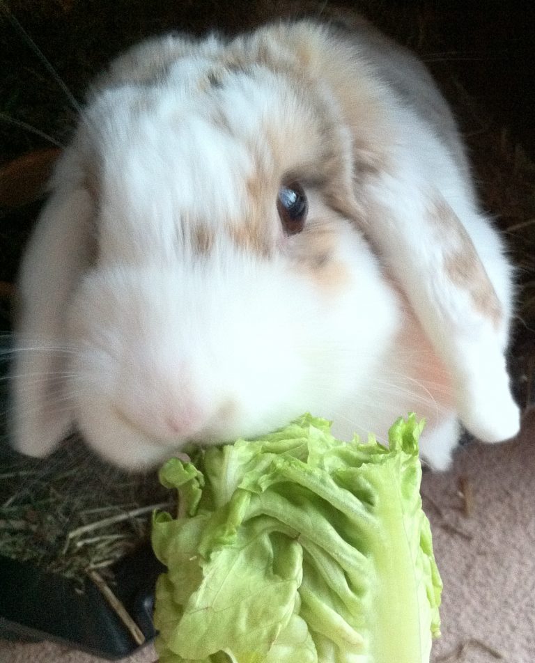 How to feed a Rabbit ClickHowTo