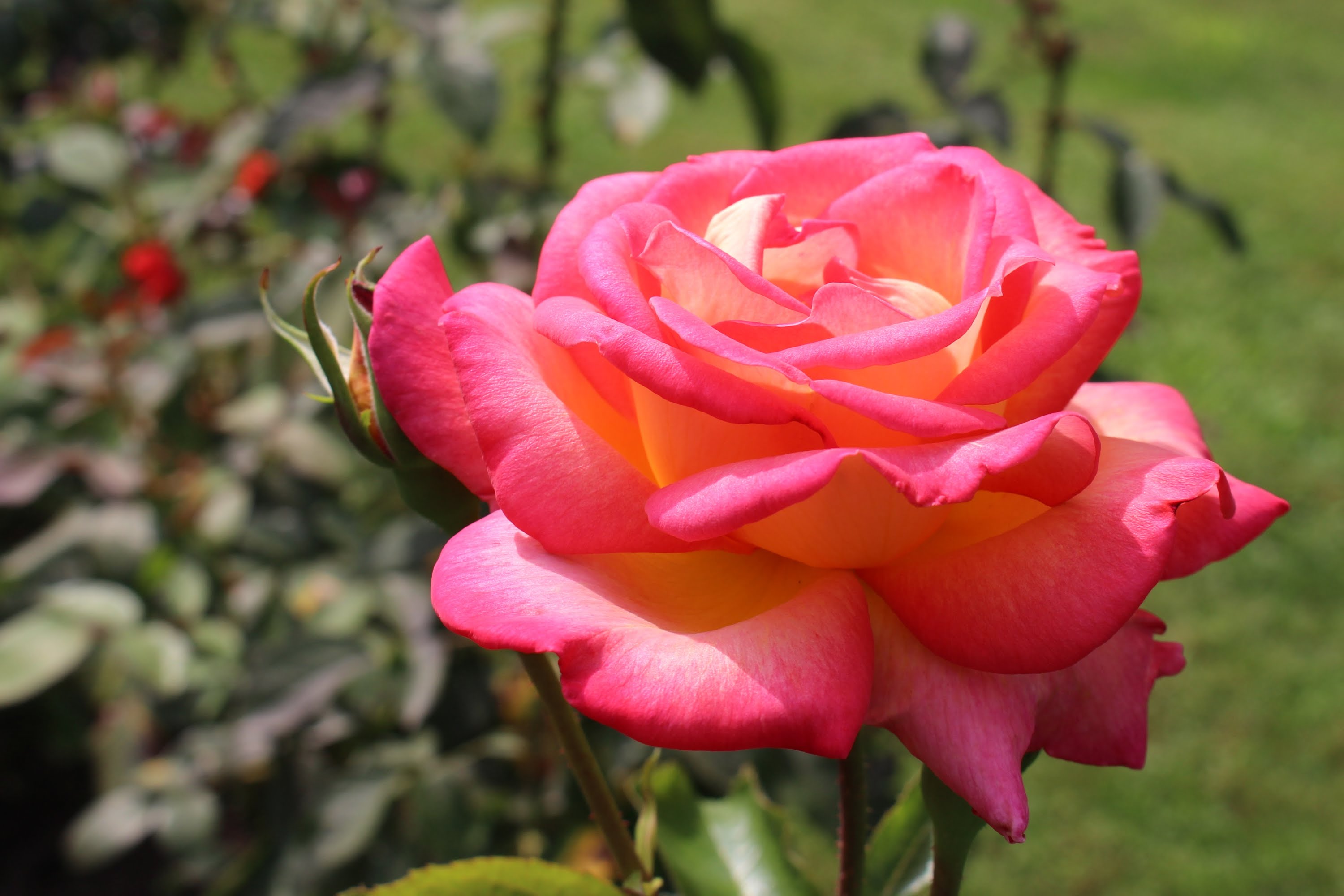 How To Grow The Best Roses In Your Garden ClickHowTo