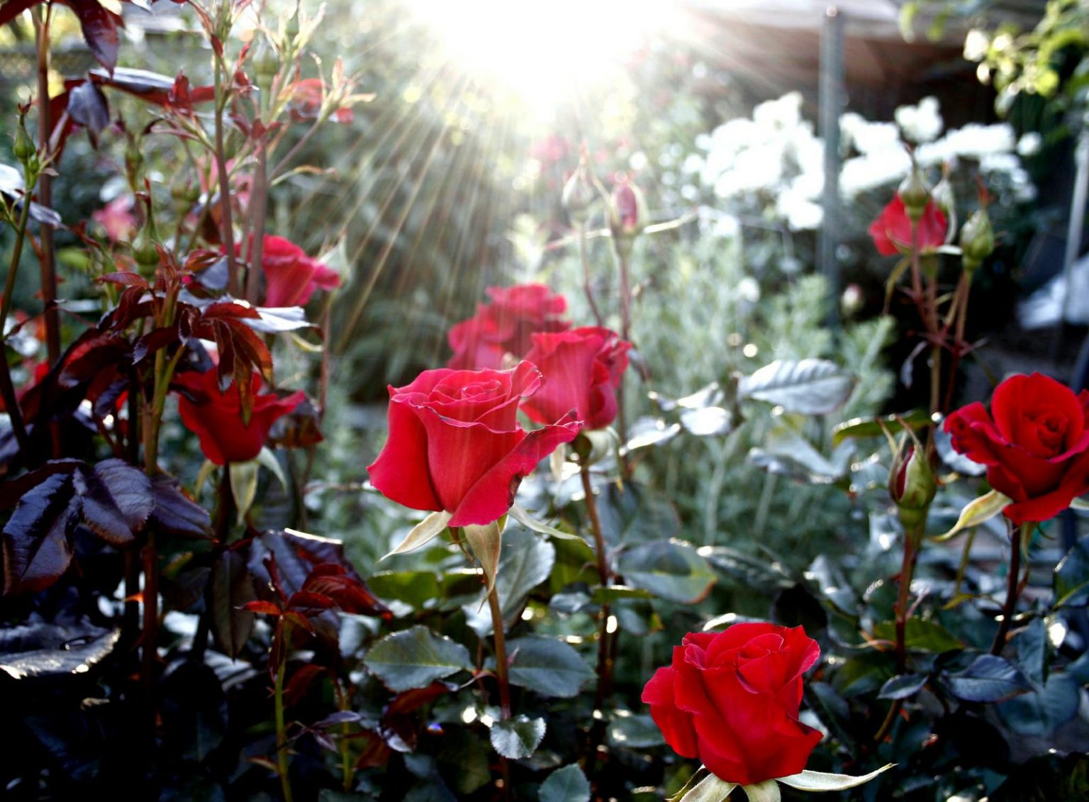 How To Grow The Best Roses In Your Garden ClickHowTo