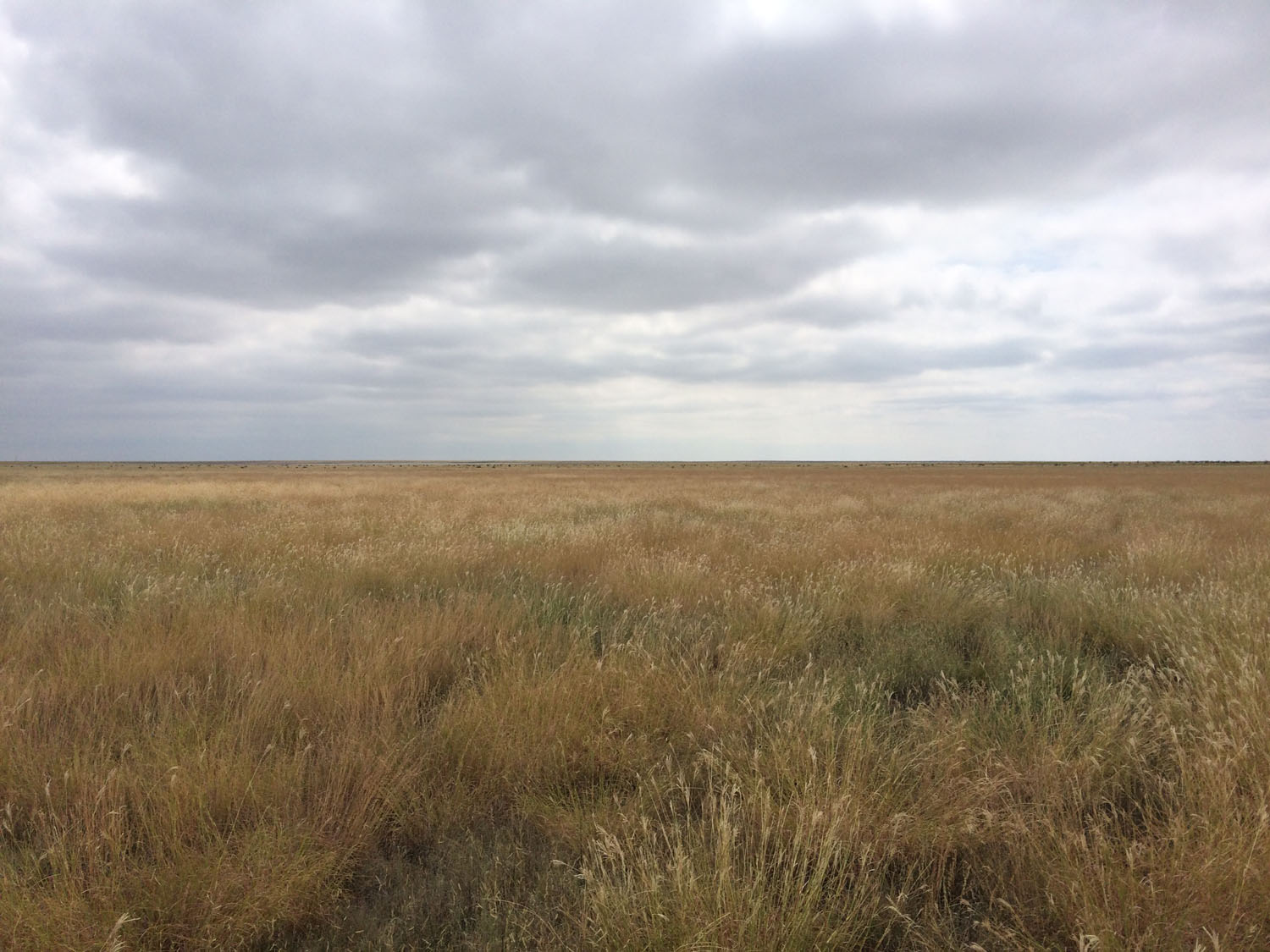 160 Acres CRP Sherman Co TX Clift Land Brokers