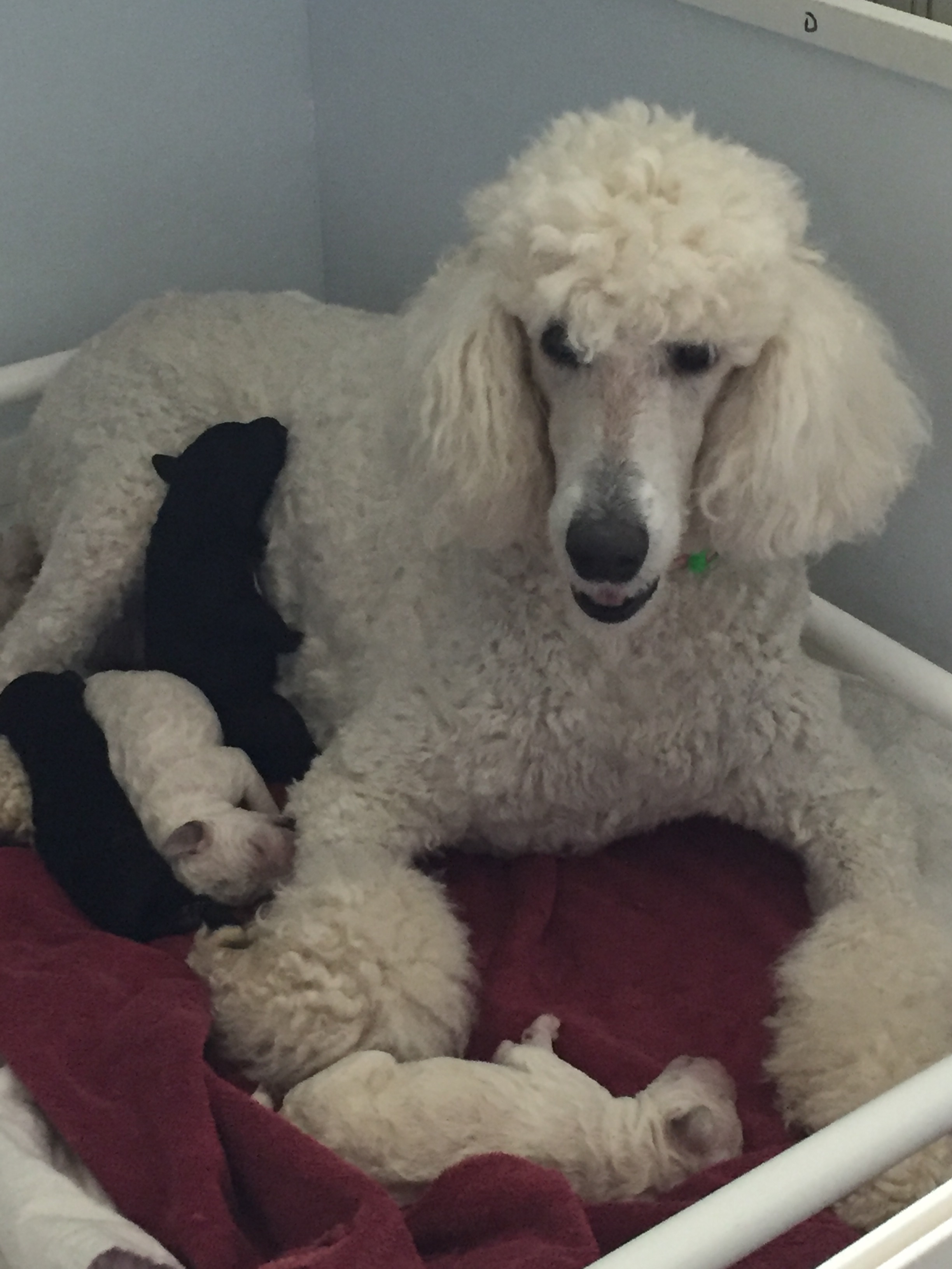 Standard Poodles of Clifton Virginia