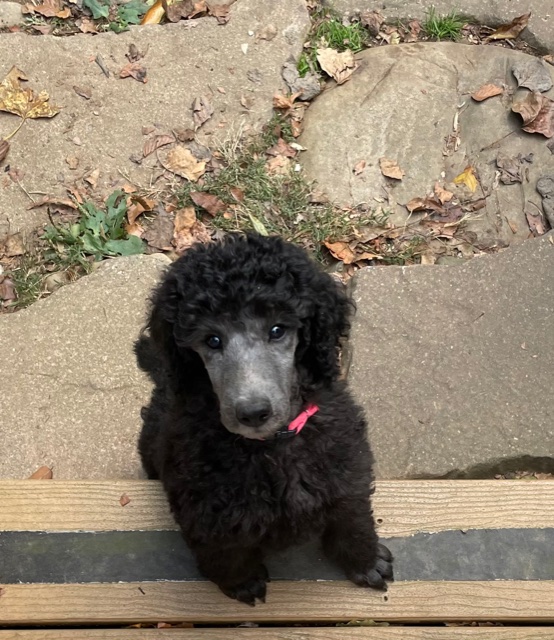 Standard Poodles of Clifton Virginia