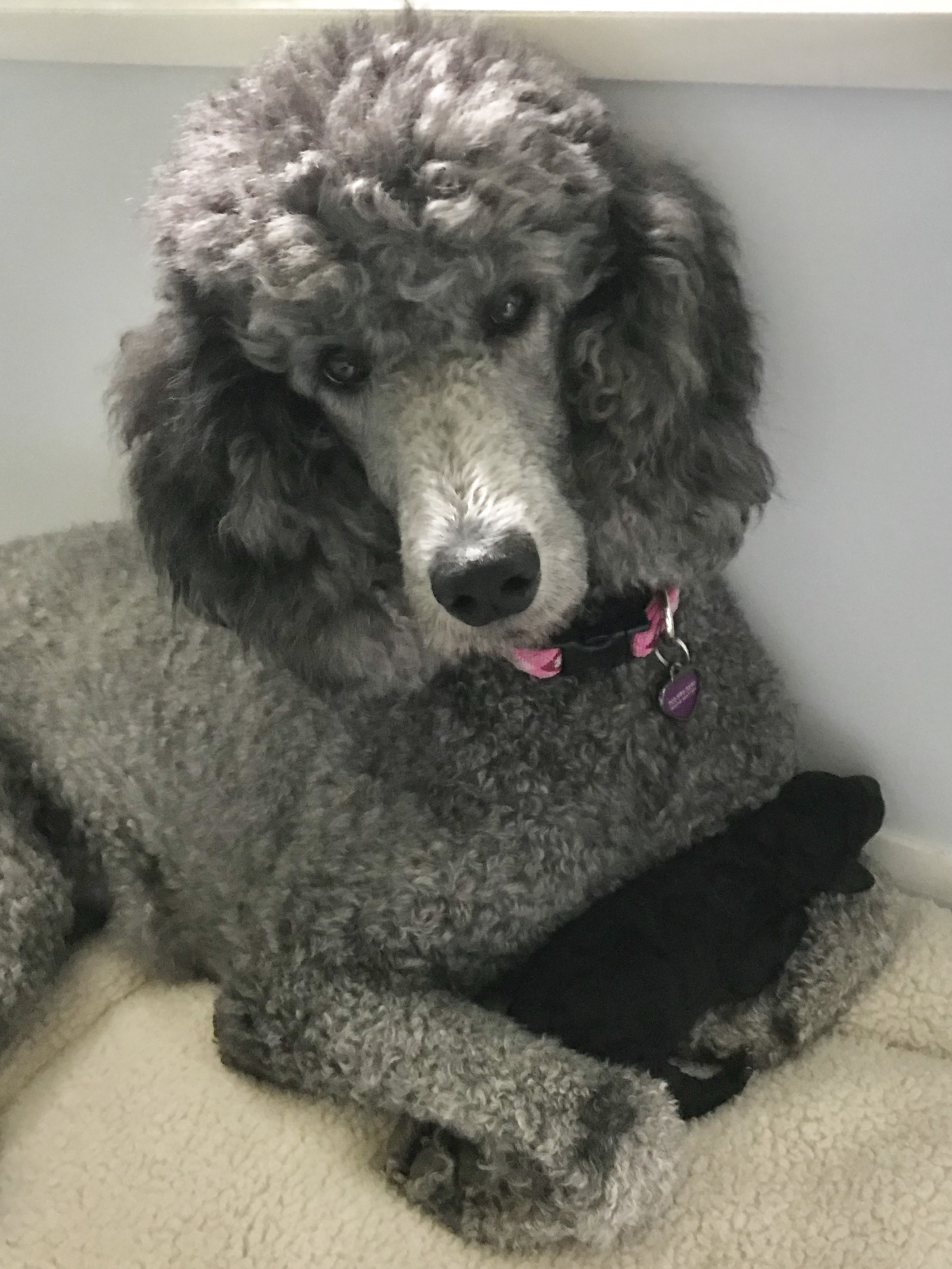 Standard Poodles of Clifton Virginia