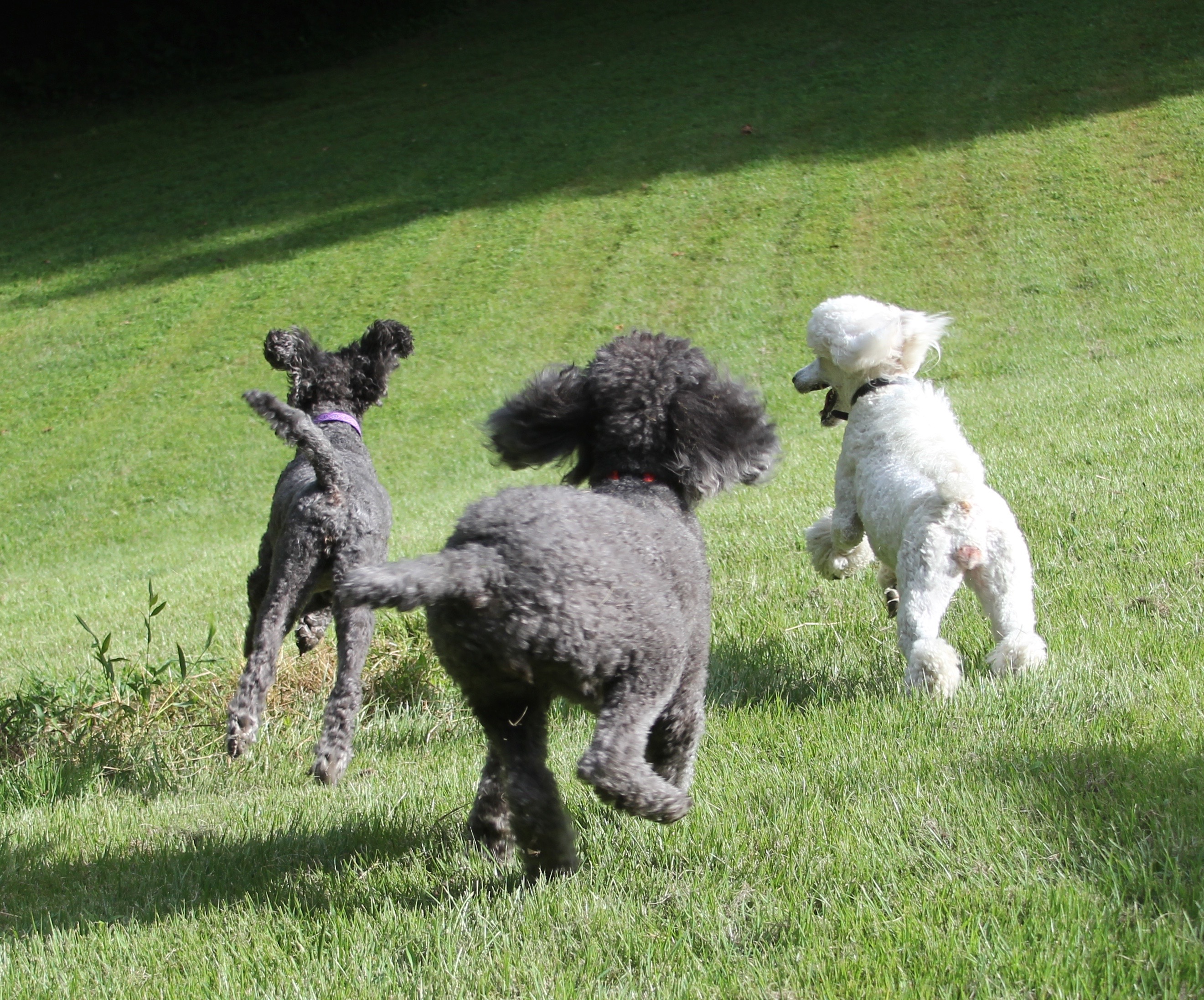 Standard Poodles of Clifton Virginia