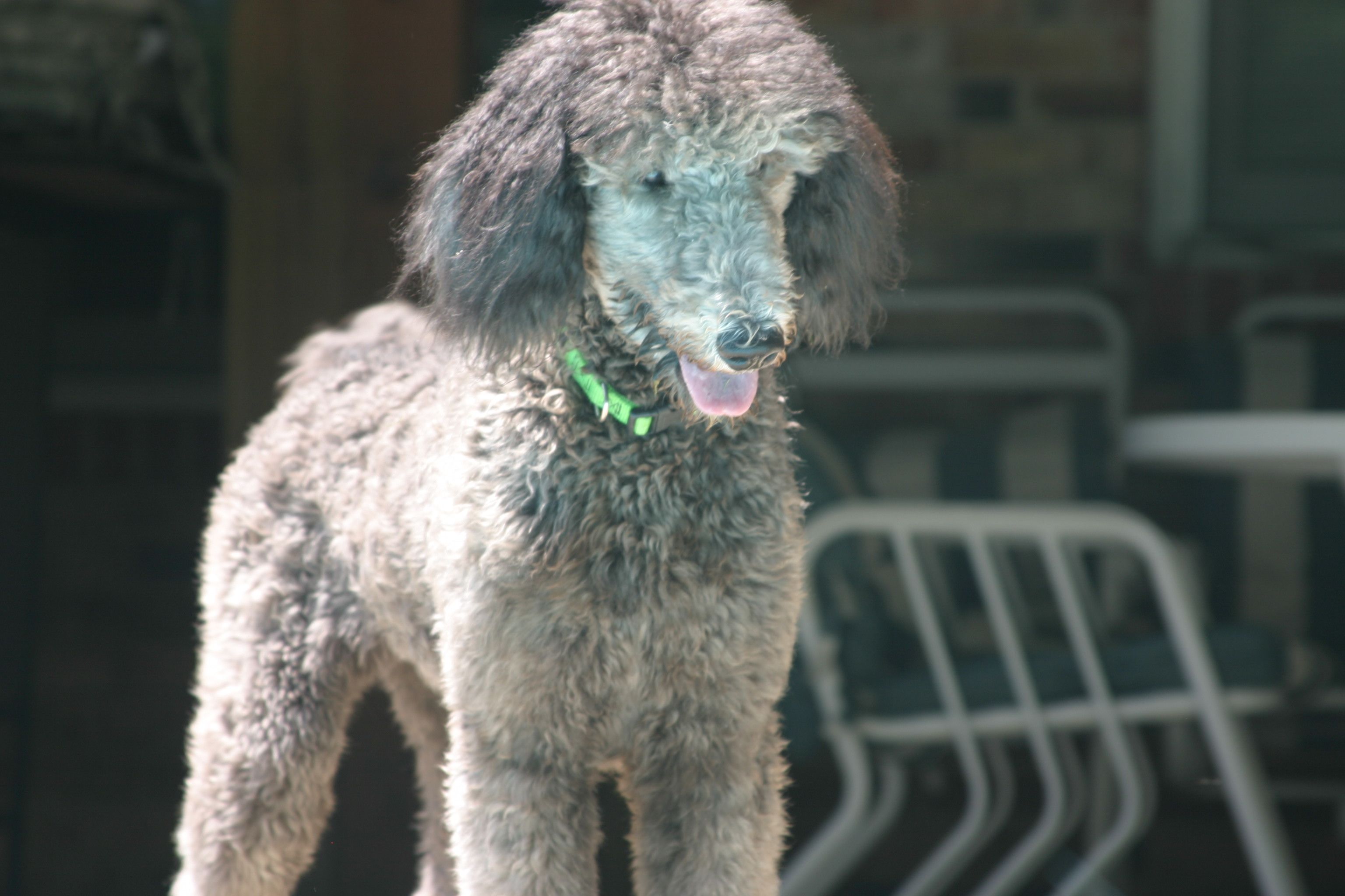 Silver Standard Poodles of Clifton Virginia