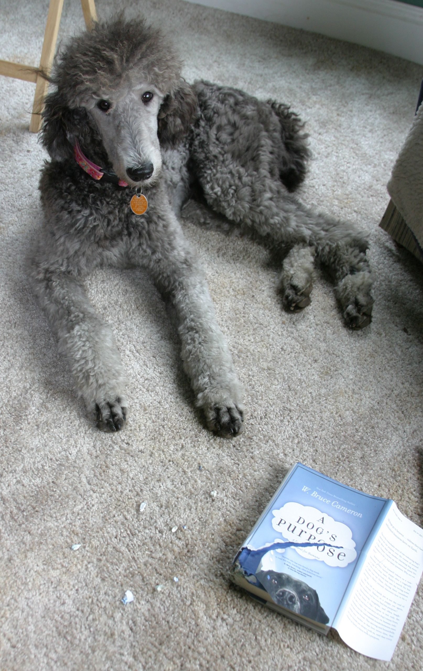 Silver Standard Poodles of Clifton Virginia
