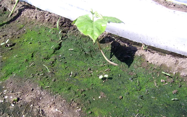 Greenhouse Blog by Climapod. All info about greenhousing
